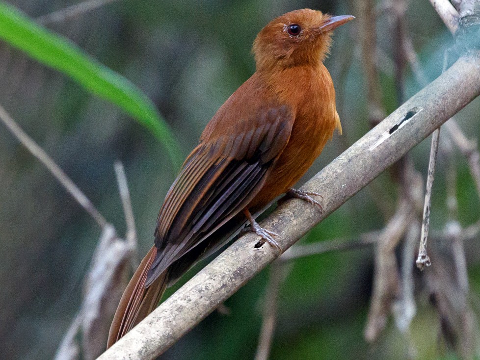 Rufous Twistwing - Silvia Faustino Linhares