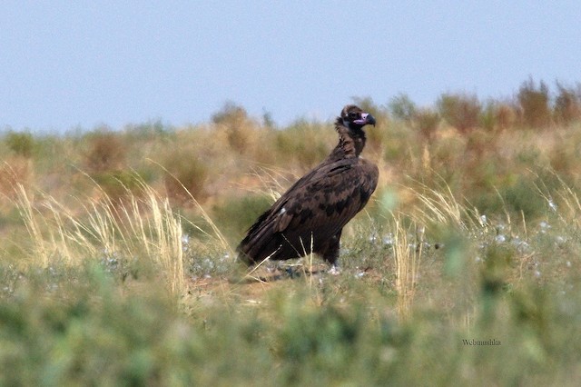Breeding habitat; Kalmykia, Russia.&nbsp; - Cinereous Vulture - 