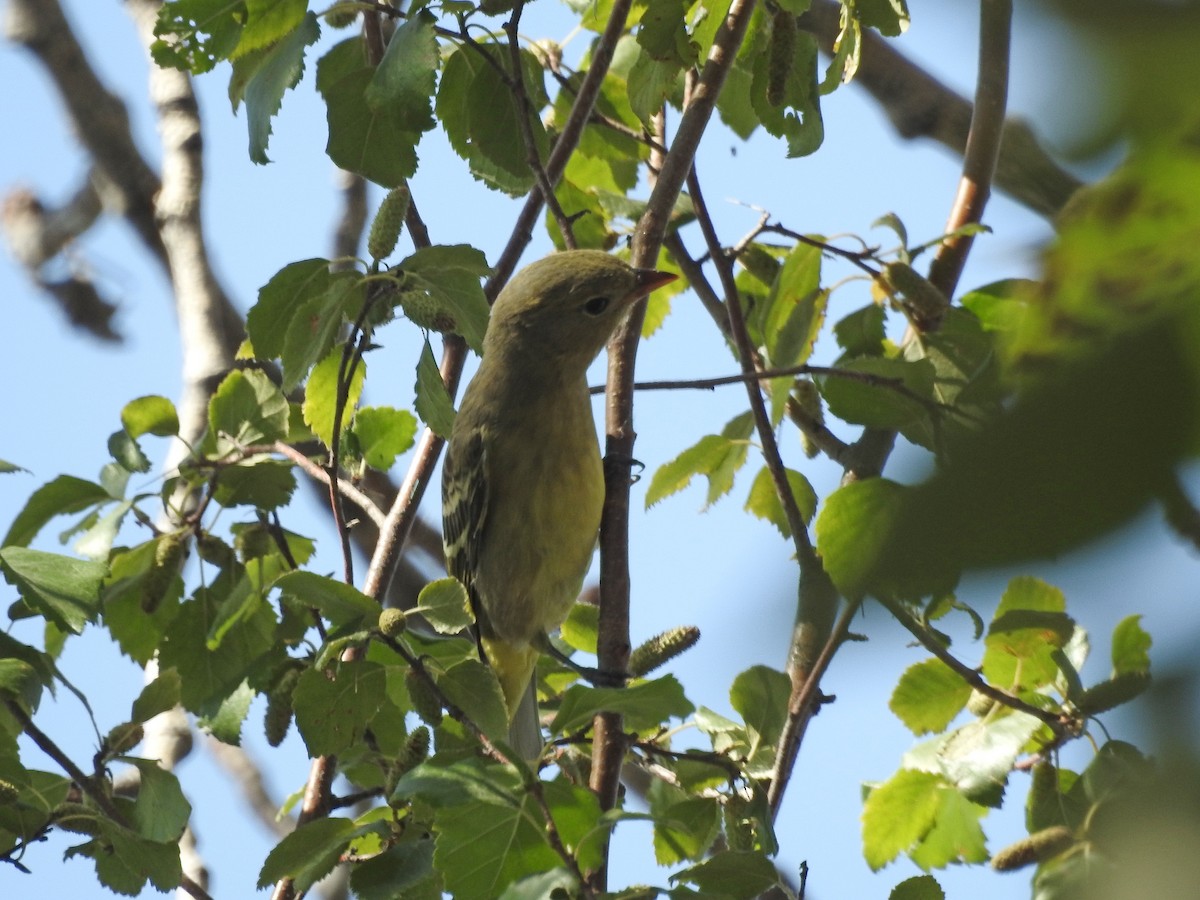 Western Tanager - ML173735591