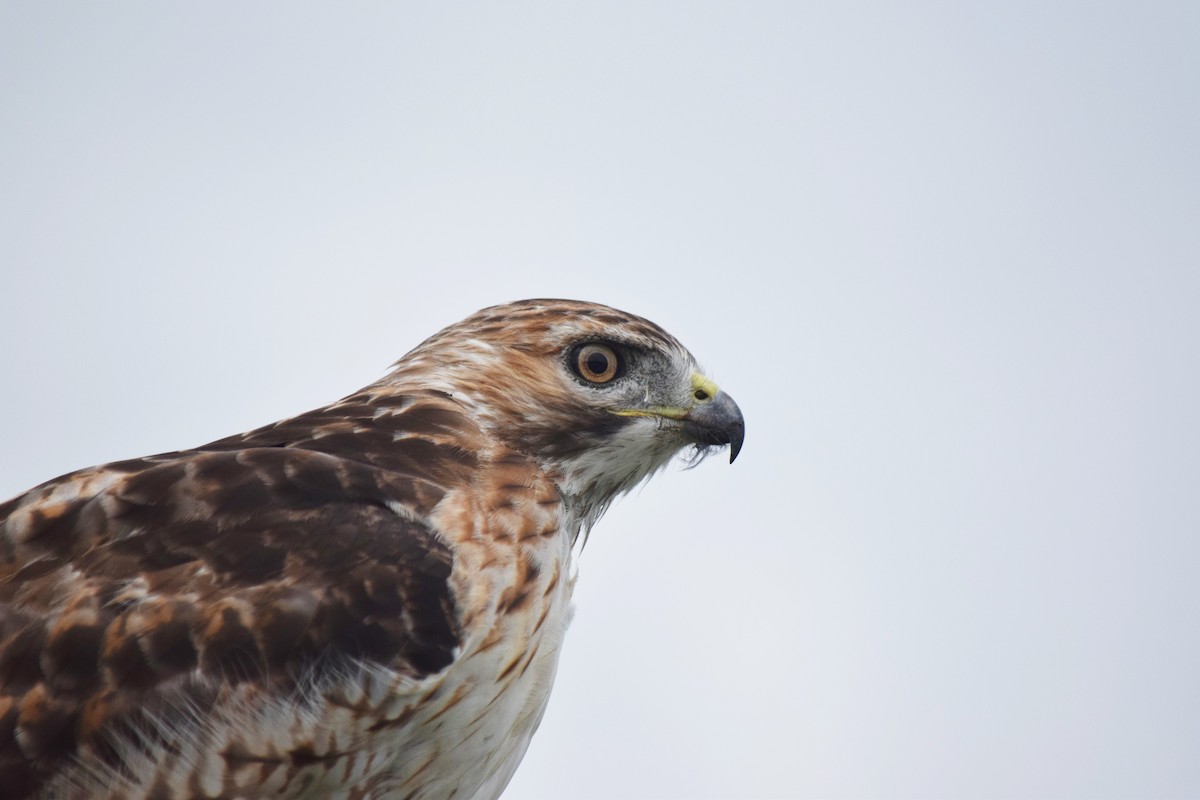 Red-tailed Hawk (borealis) - ML173735841