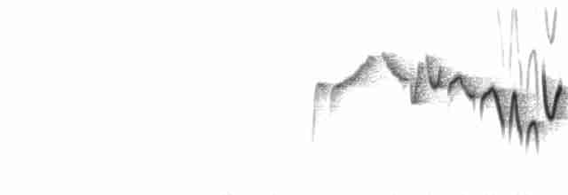 Тимелія-куцохвіст велика (підвид albiventer/pallidior) - ML173737021