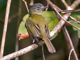 - Gray-crowned Flatbill
