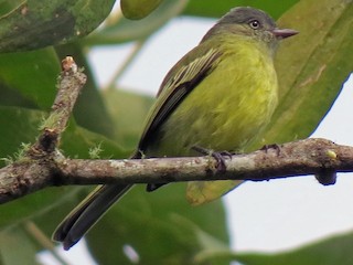  - Red-billed Tyrannulet