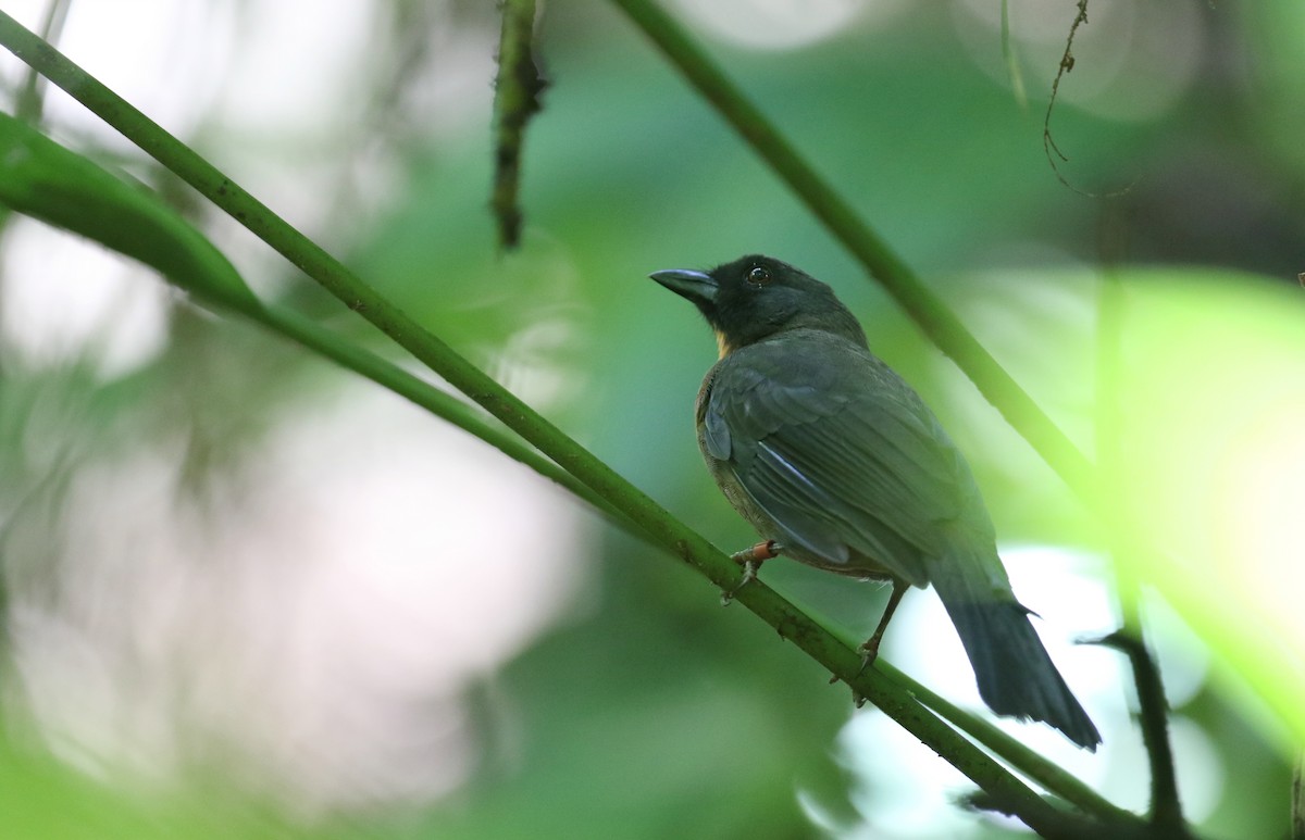 Black-cheeked Ant-Tanager - ML173739161