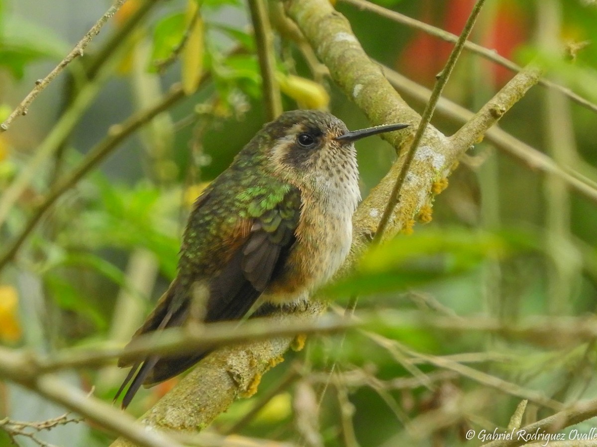 Speckled Hummingbird - Juan  Rodríguez-Linares
