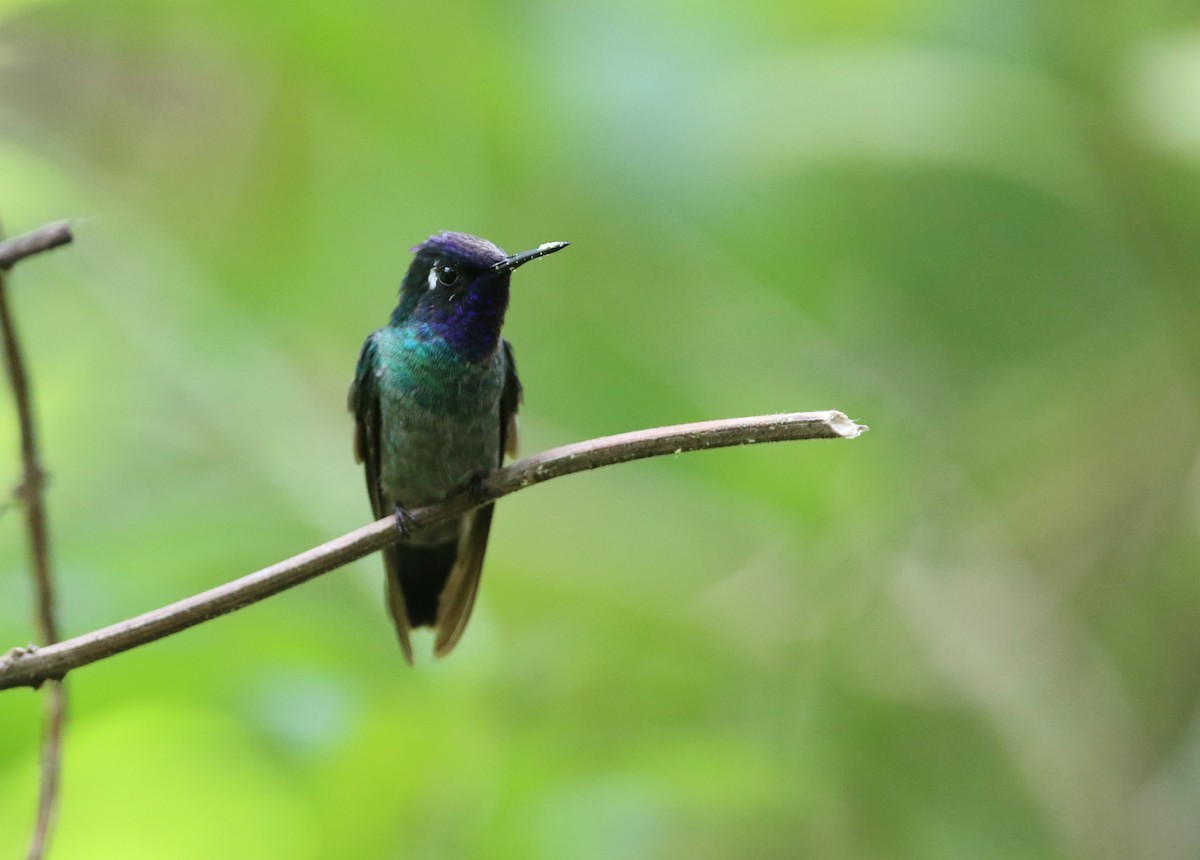 Violet-headed Hummingbird - ML173740201