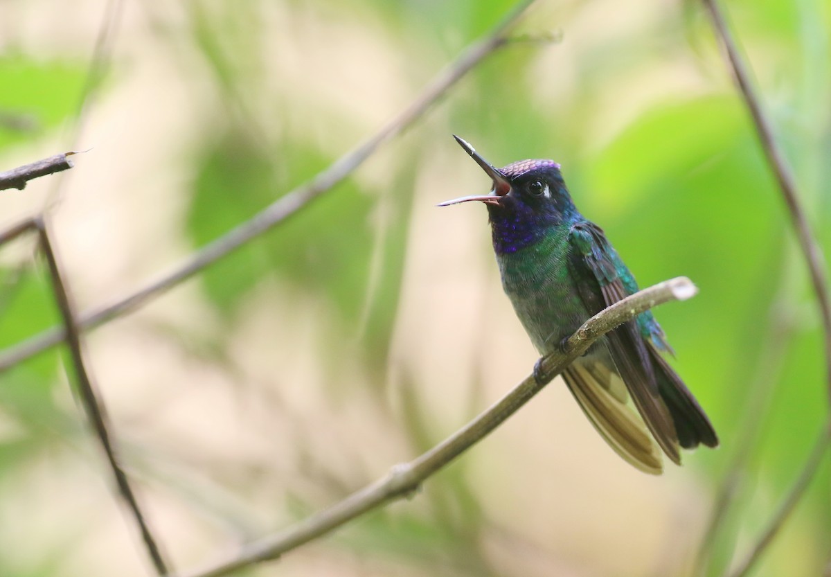 Violet-headed Hummingbird - ML173740211