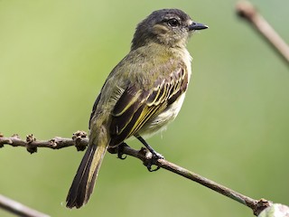  - Slender-footed Tyrannulet