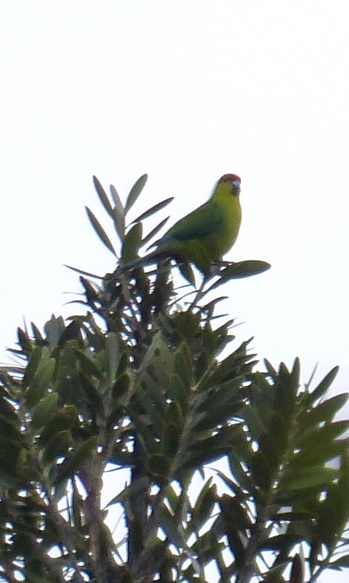 New Caledonian Parakeet - ML173745561