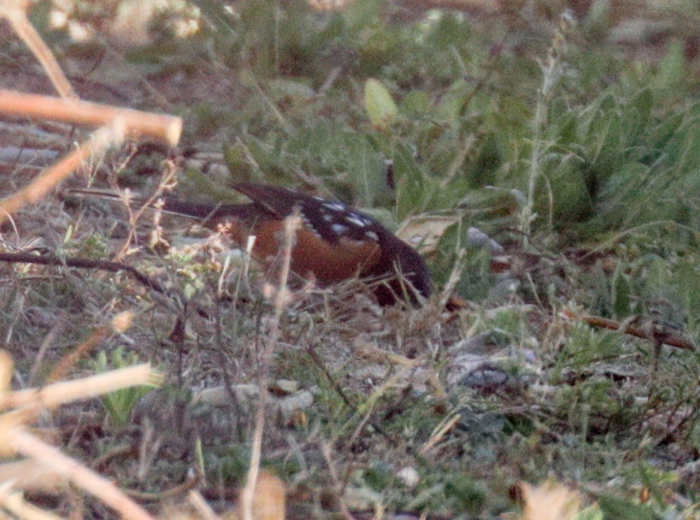Spotted Towhee (maculatus Group) - ML173746721