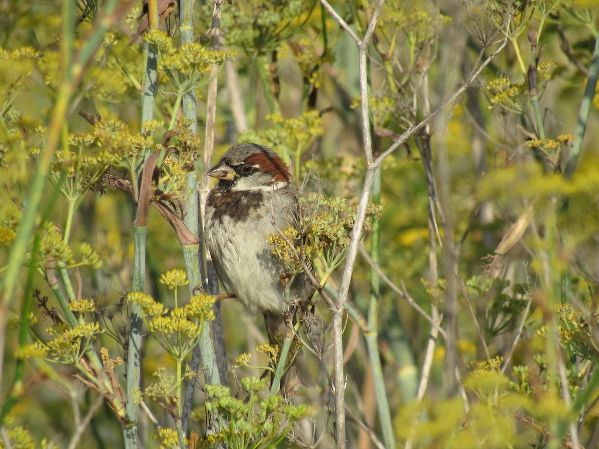 House Sparrow - karen pinckard