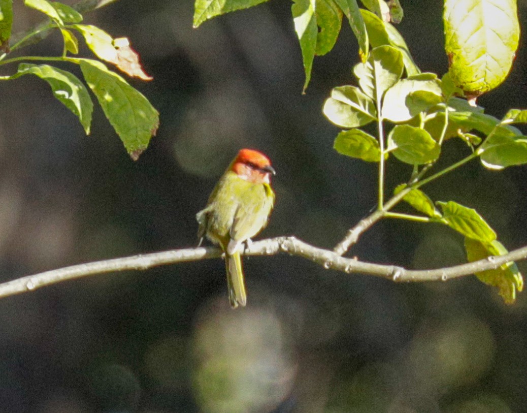 Red-headed Tanager - Susan Mac