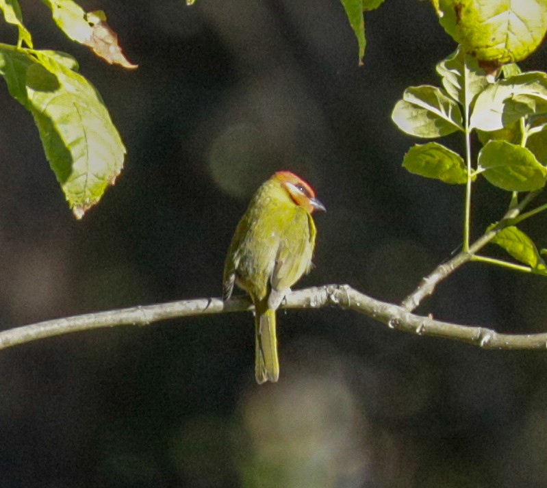 Red-headed Tanager - ML173748031