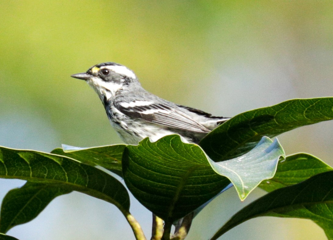 Black-throated Gray Warbler - ML173753731