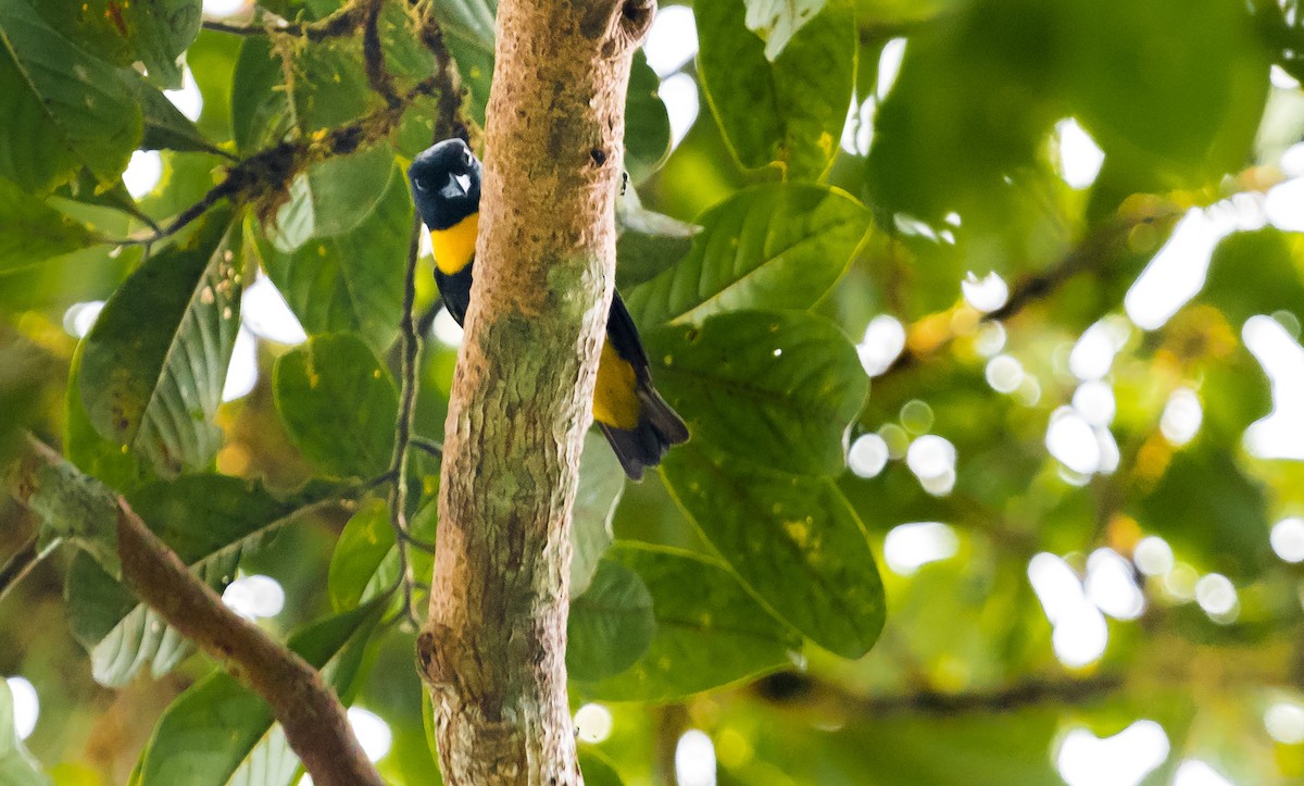 Golden-chested Tanager - ML173760811