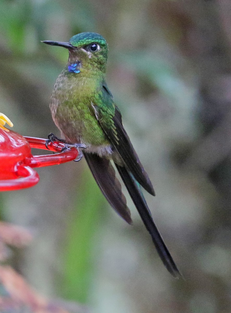 Long-tailed Sylph - ML173761711