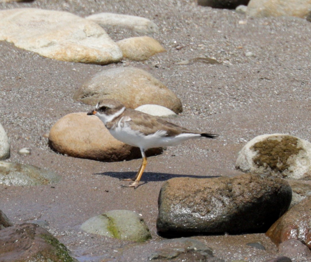 Semipalmated Plover - ML173761771