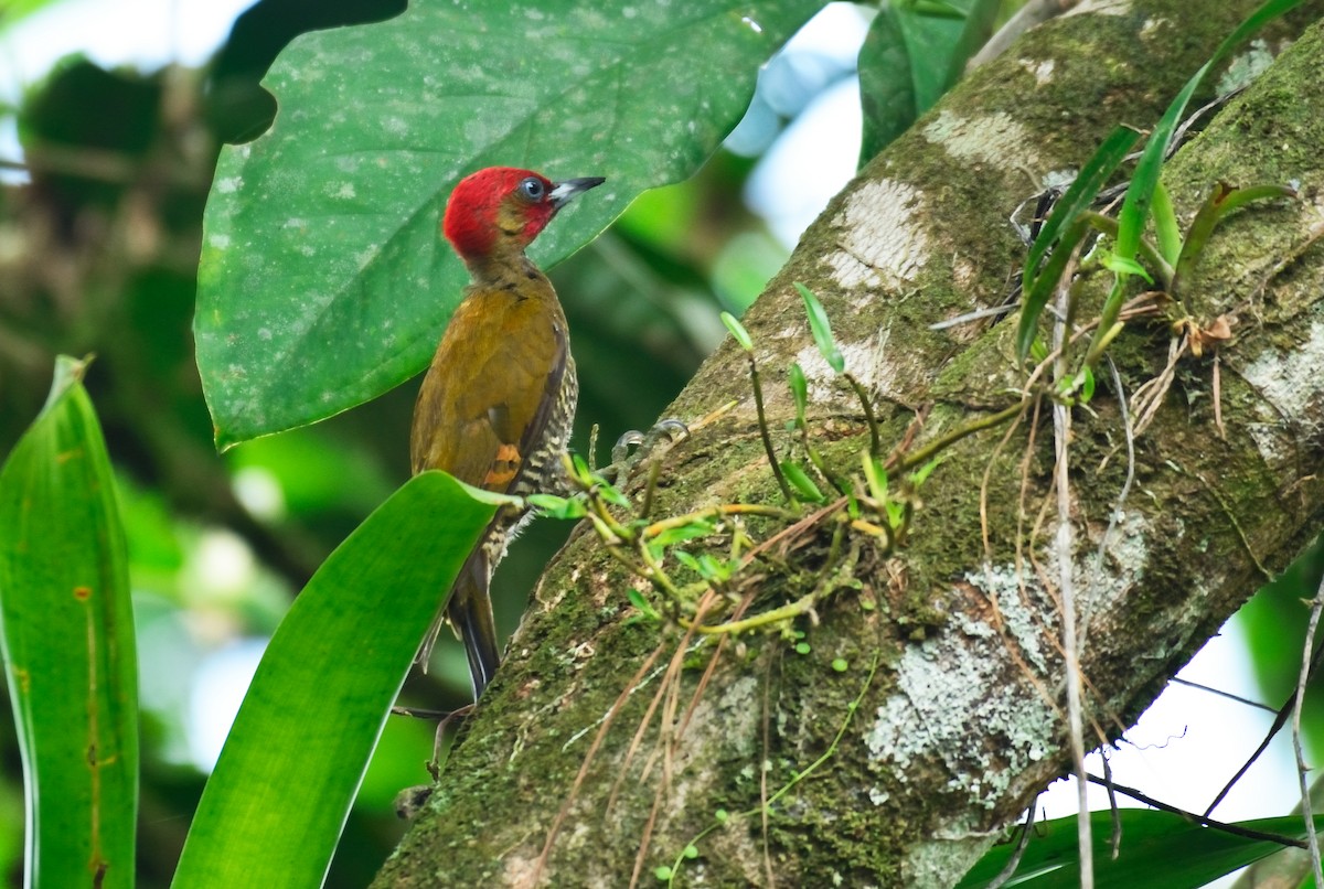 Rufous-winged Woodpecker - Luis Vega