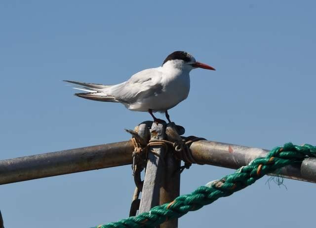 South American Tern - silvina collado