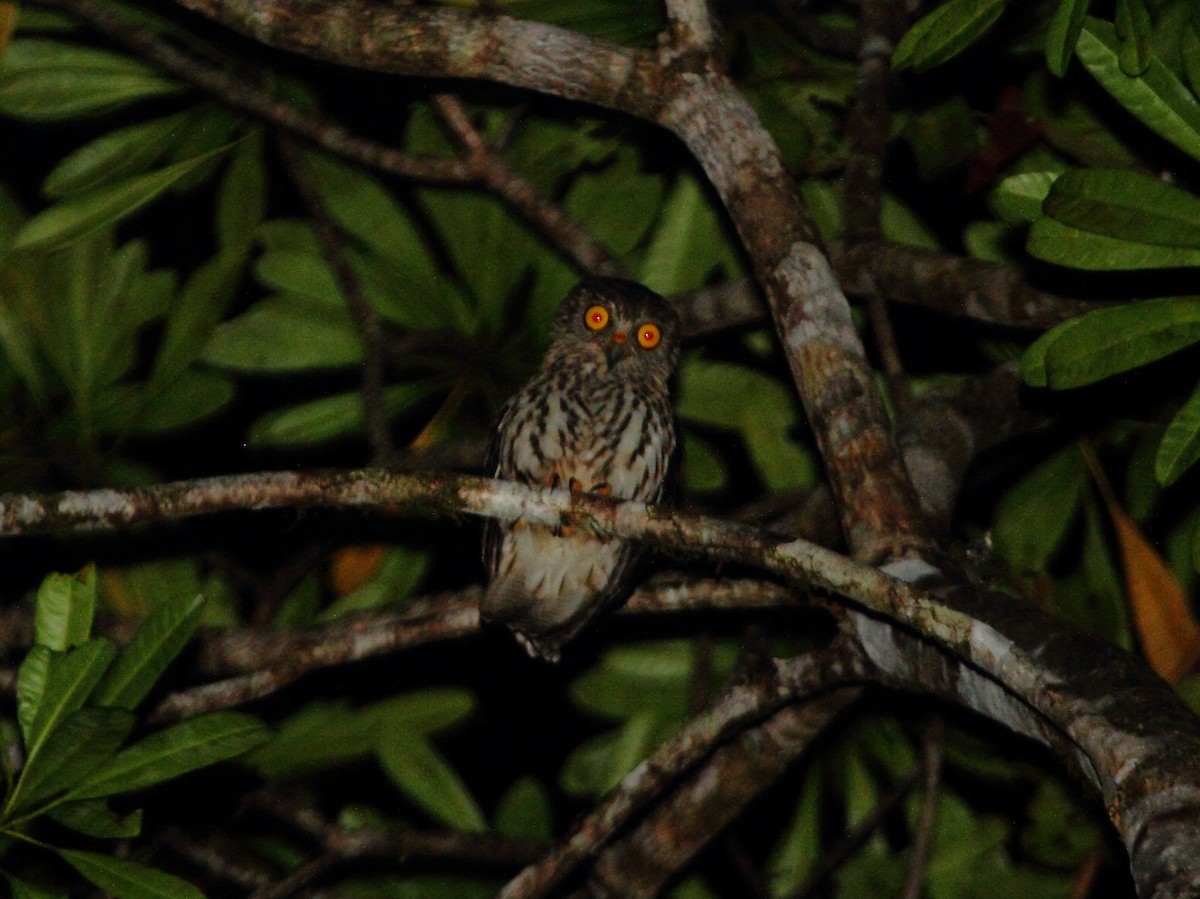 Papuan Owl - Butch Carter