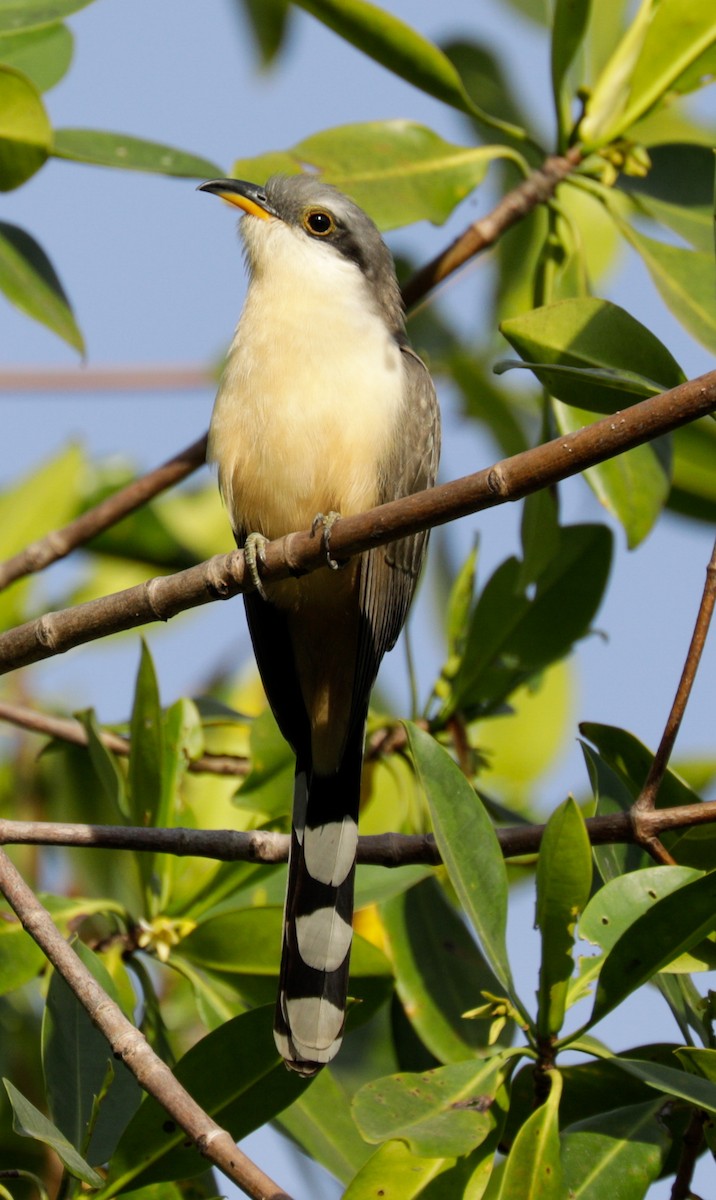 Mangrove Cuckoo - Susan Mac