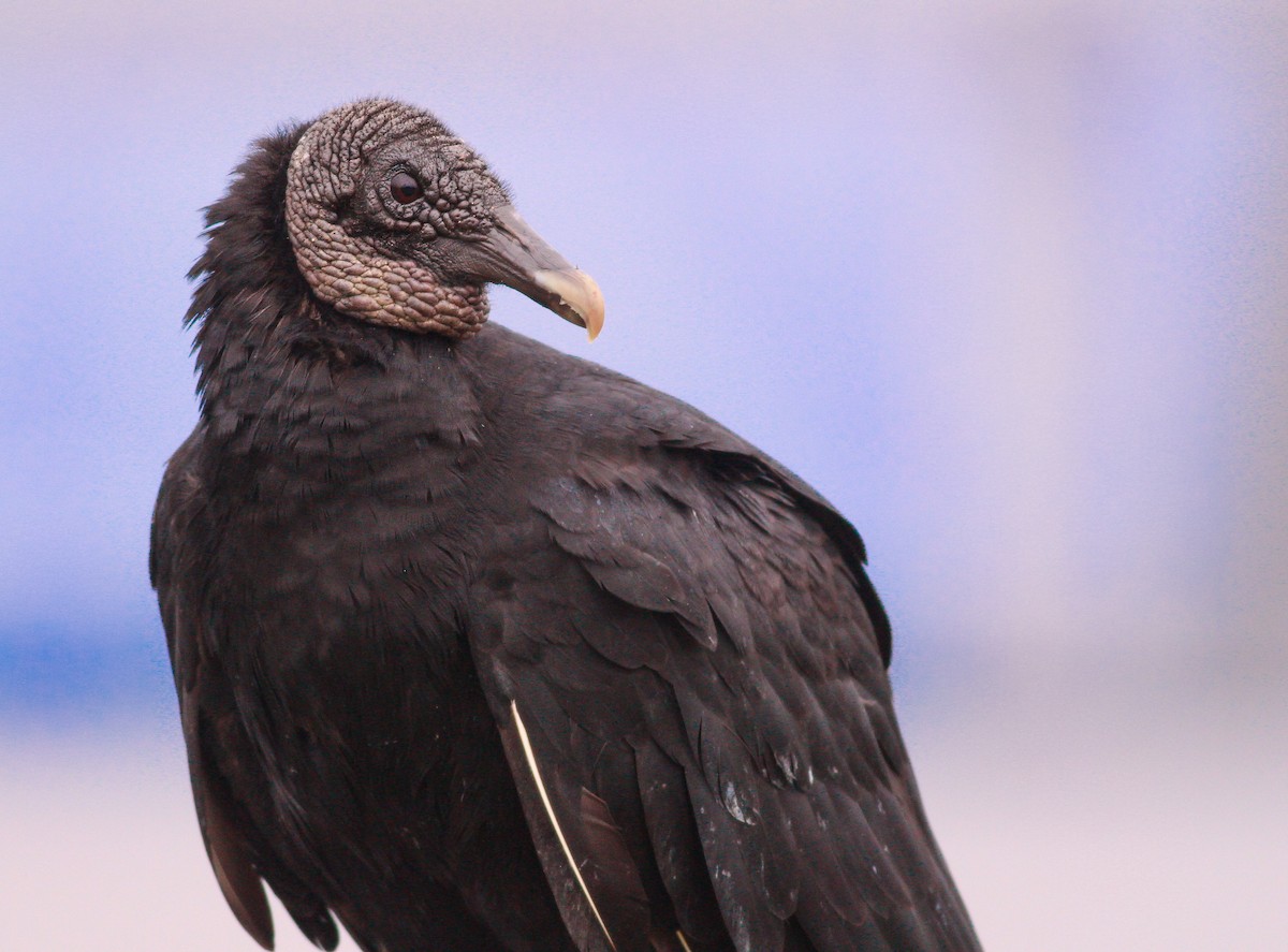 Black Vulture - Alex Wiebe