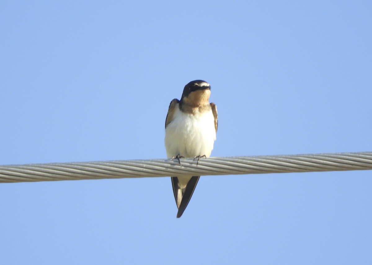 Barn Swallow (American) - ML173780421