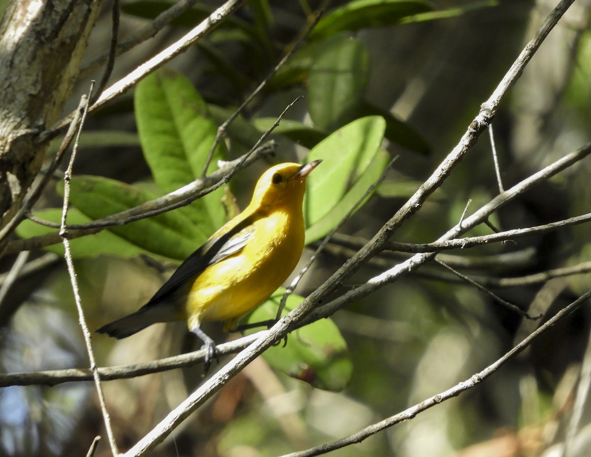 Prothonotary Warbler - ML173781901