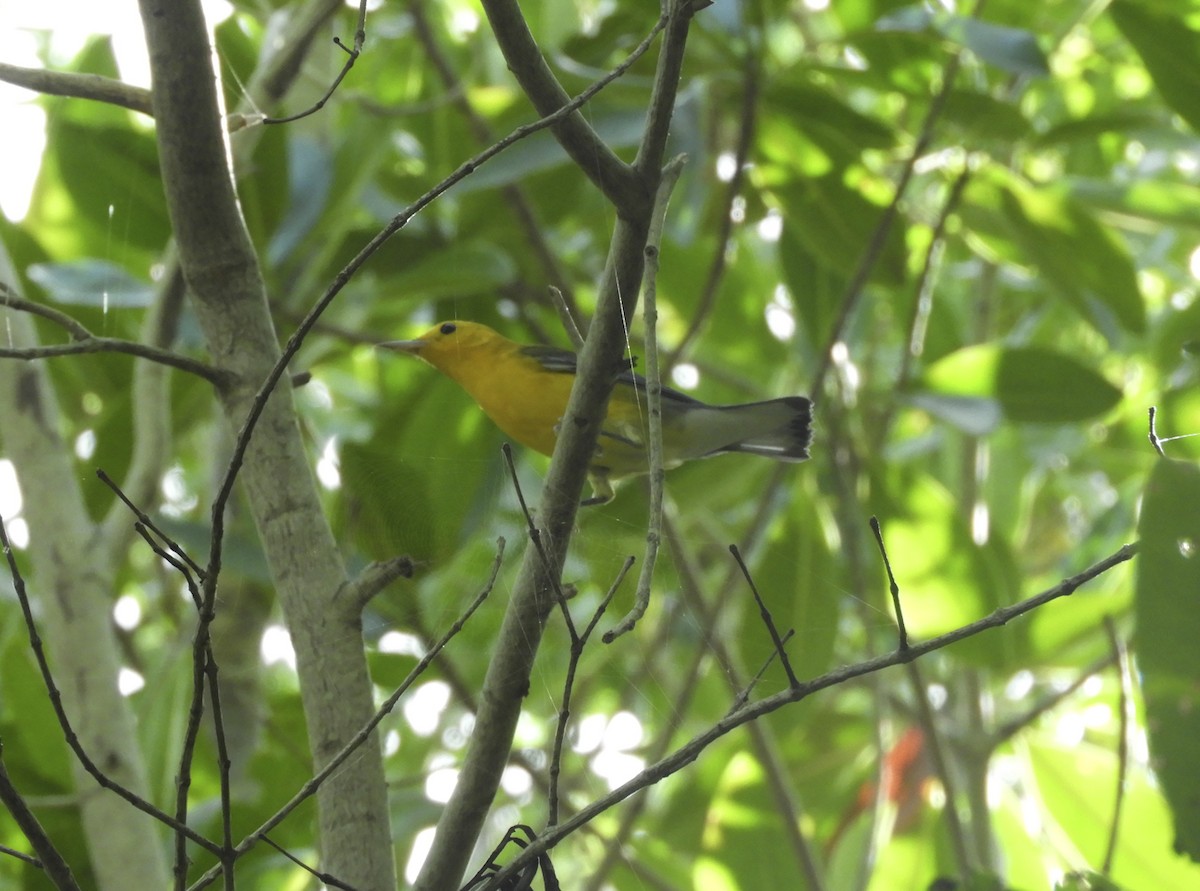 Prothonotary Warbler - ML173781921