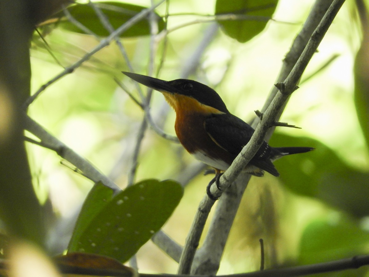 American Pygmy Kingfisher - Karla Treinen