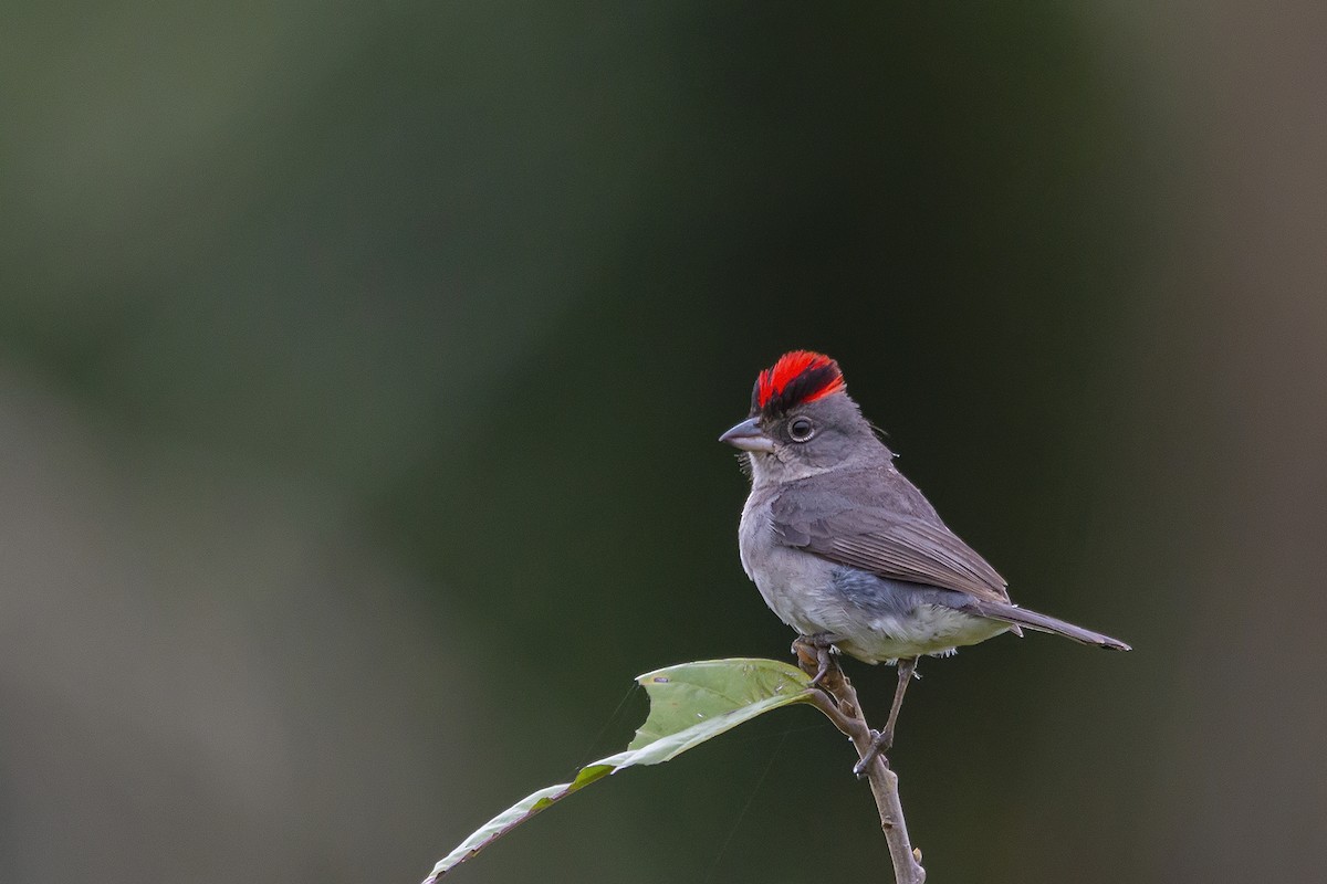 Pileated Finch - ML173782591