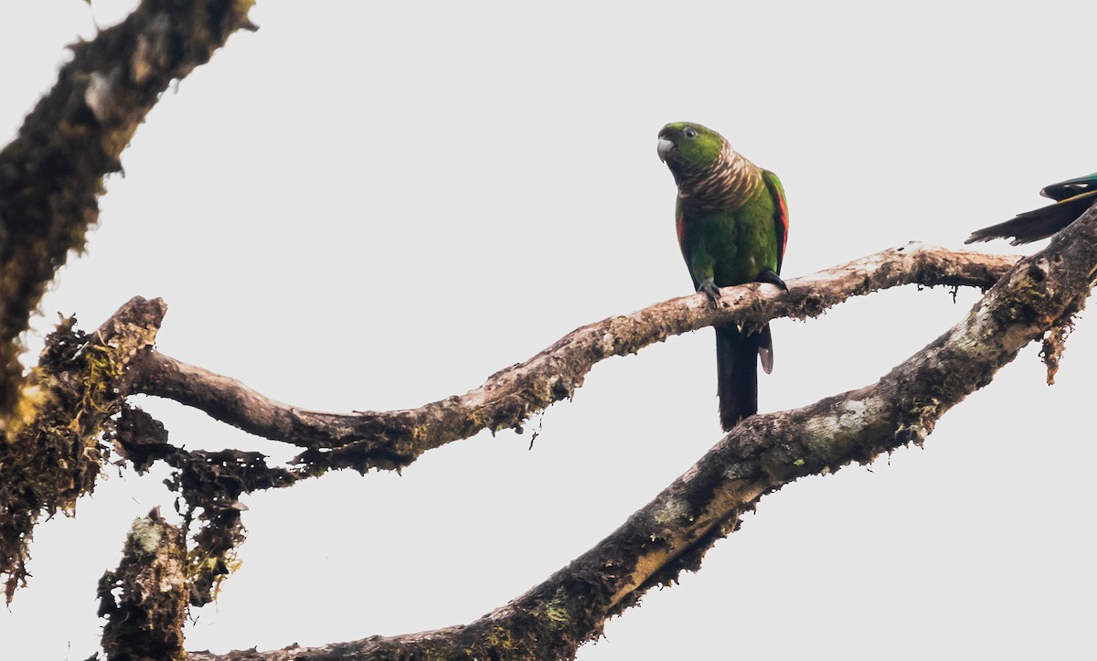 Maroon-tailed Parakeet (Choco) - ML173790331