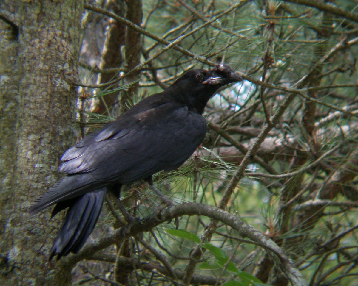 Common Raven - Curtis Dykstra