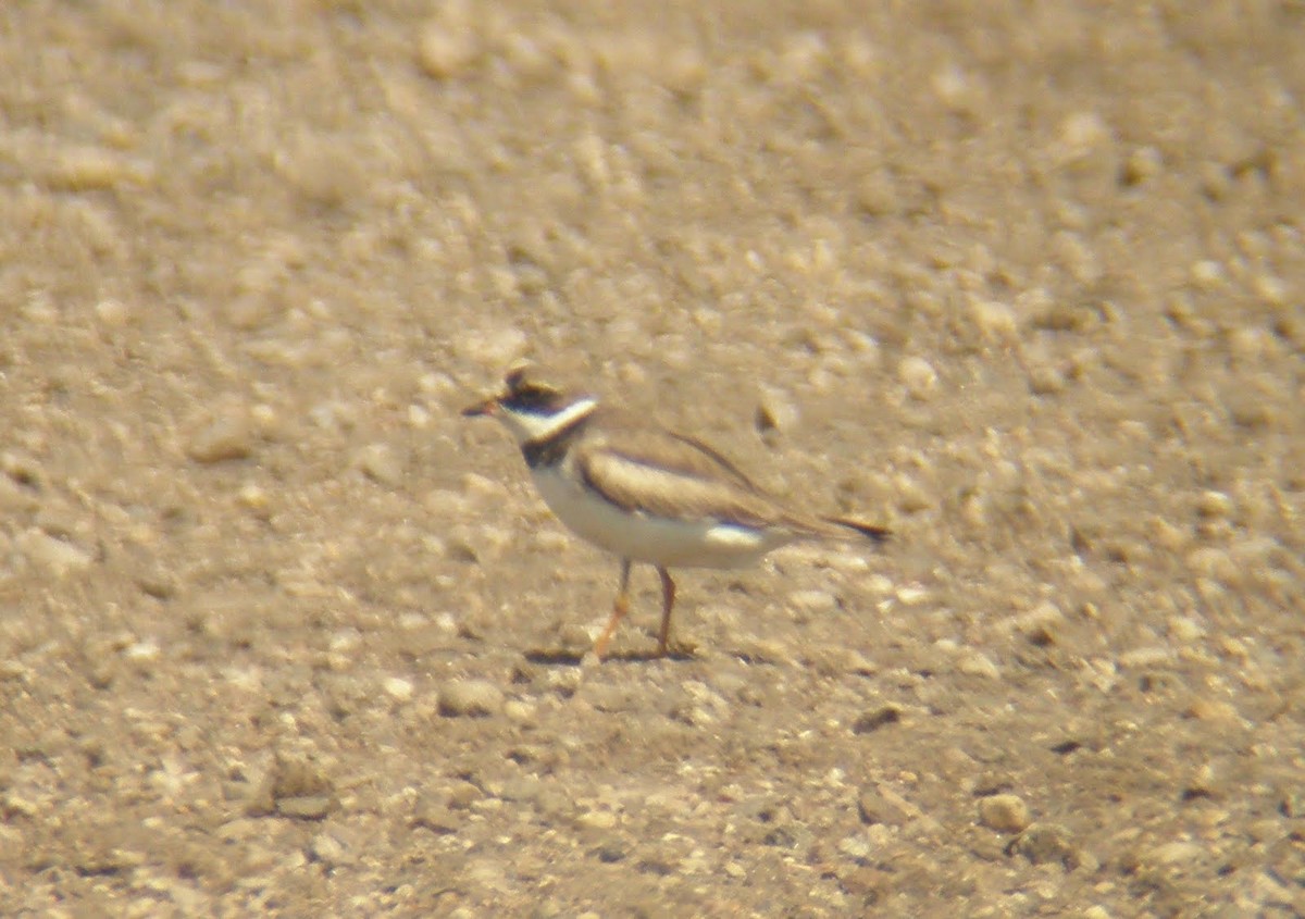 Semipalmated Plover - ML173794901