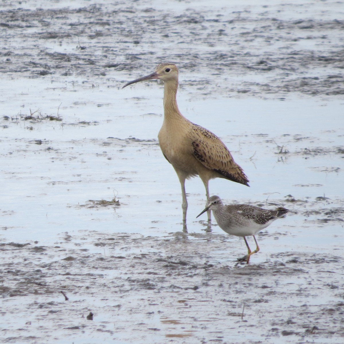 Long-billed Curlew - Dave Russum