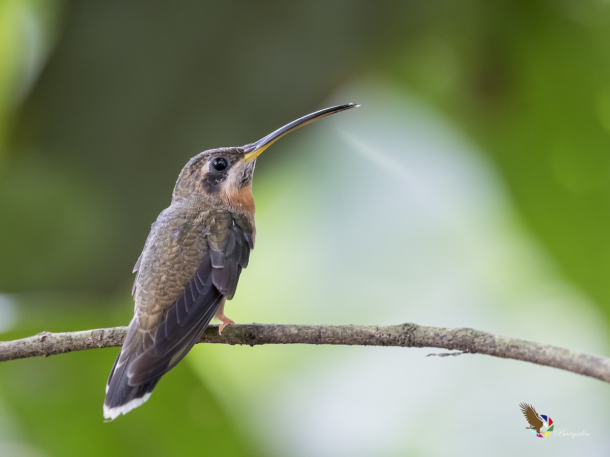 Полосатохвостый колибри-отшельник - ML173797871