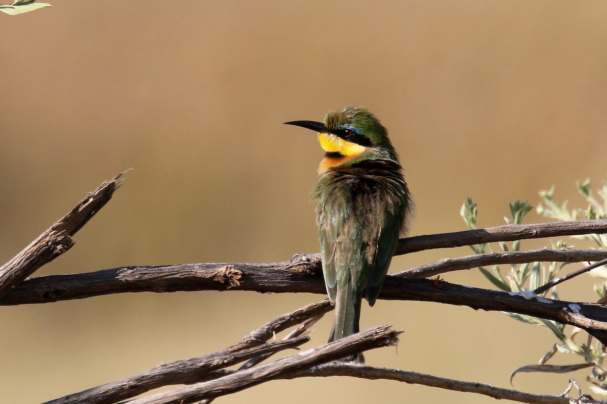 Little Bee-eater - Stephen Gast