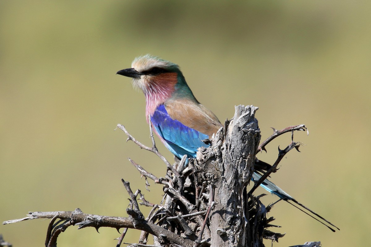 Lilac-breasted Roller - Stephen Gast