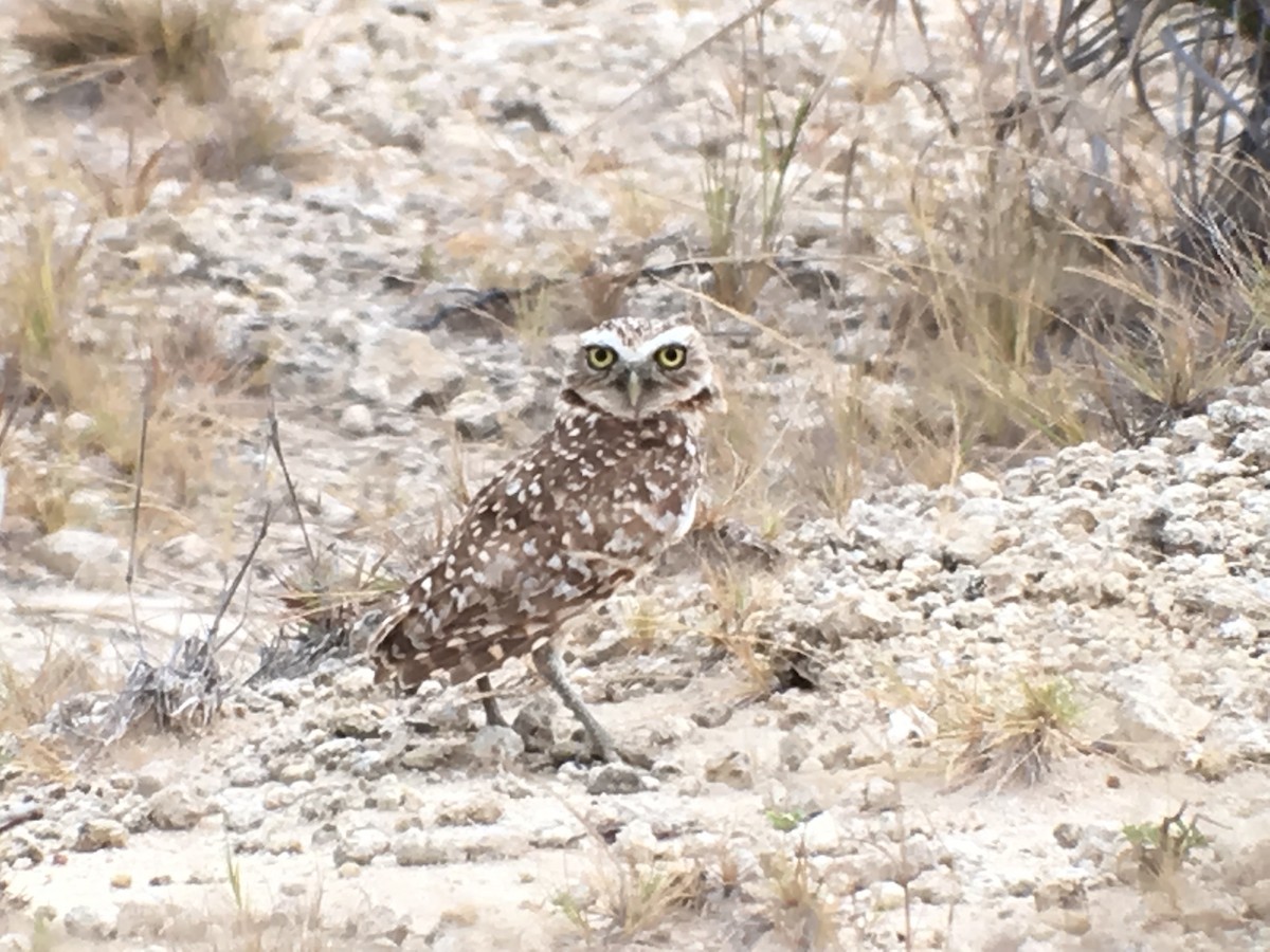 Burrowing Owl - Michele Burnat