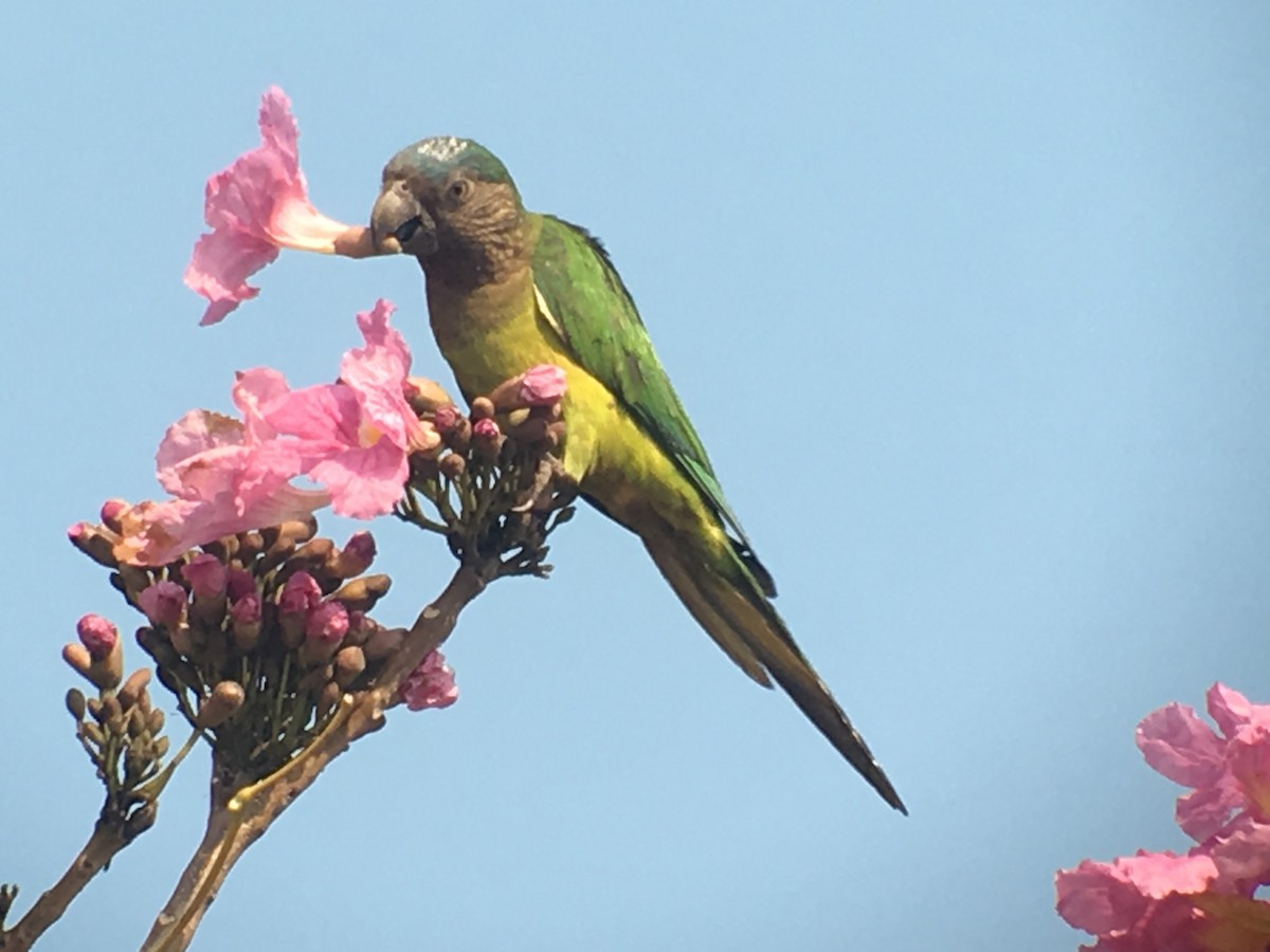 Brown-throated Parakeet - Michele Burnat