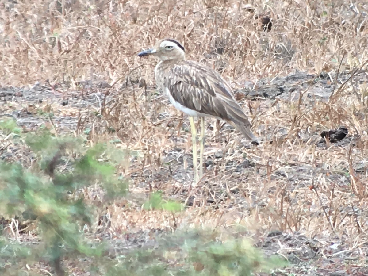 Double-striped Thick-knee - ML173805581