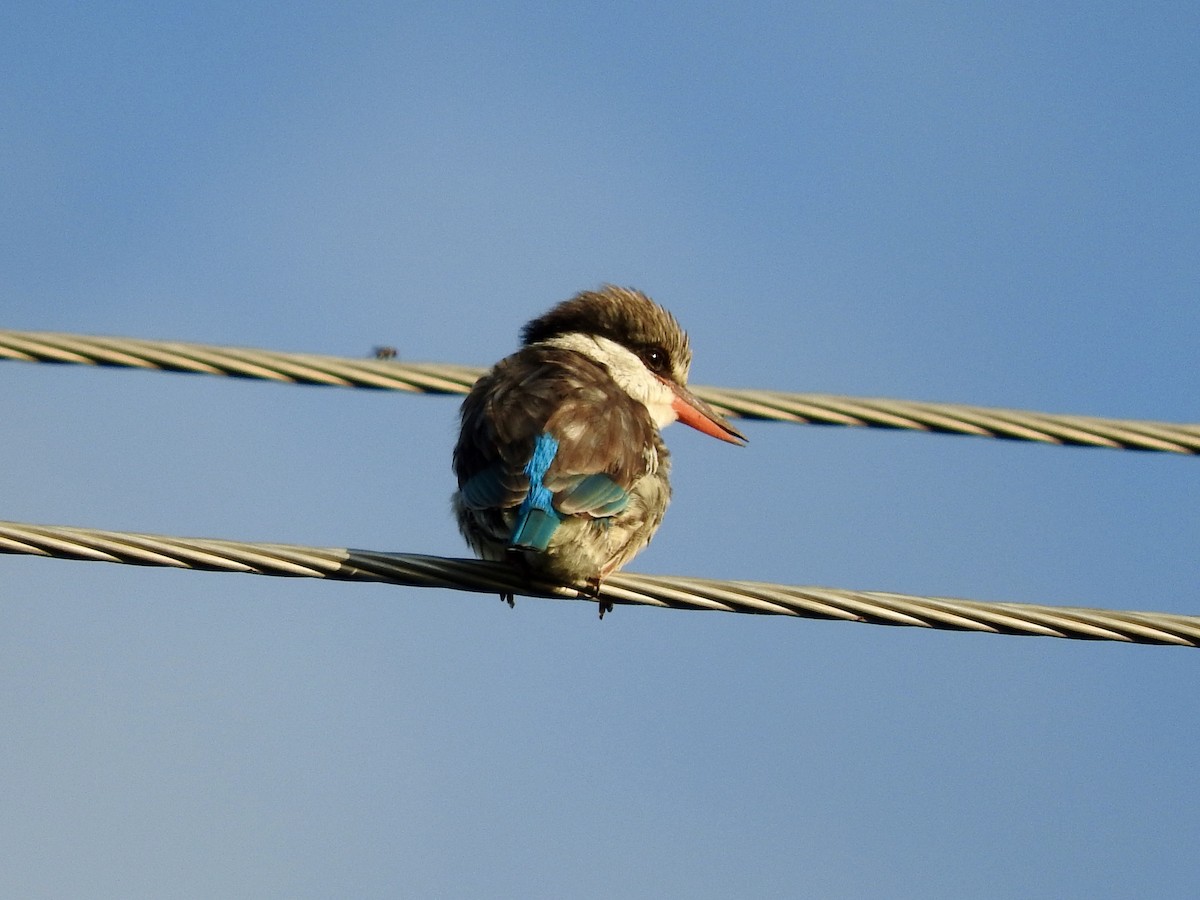 Striped Kingfisher - Gregory Askew