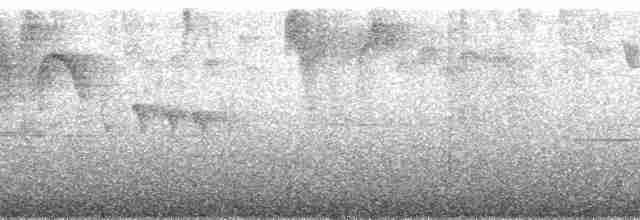 Андский кларино (ralloides) - ML173807