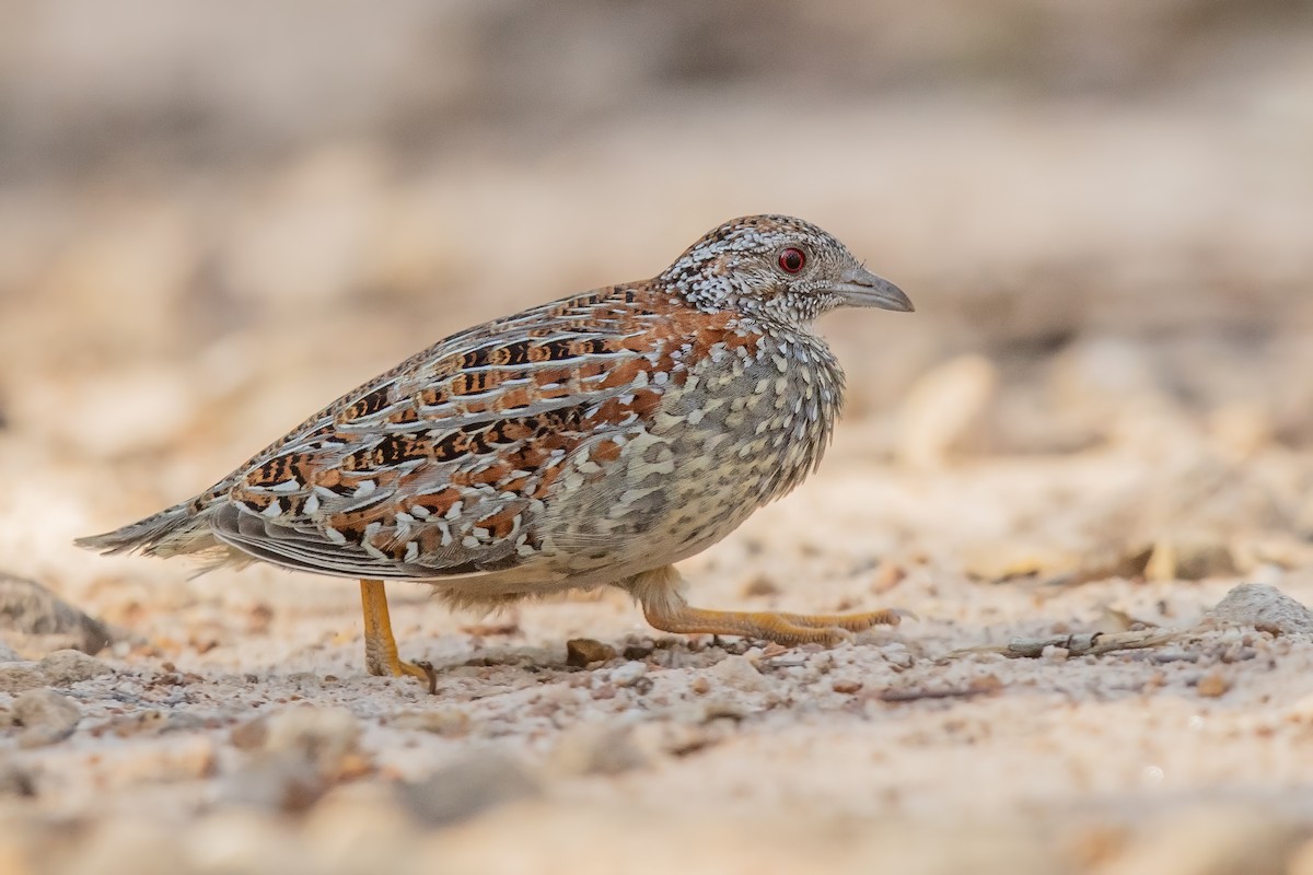 Painted Buttonquail - ML173807681