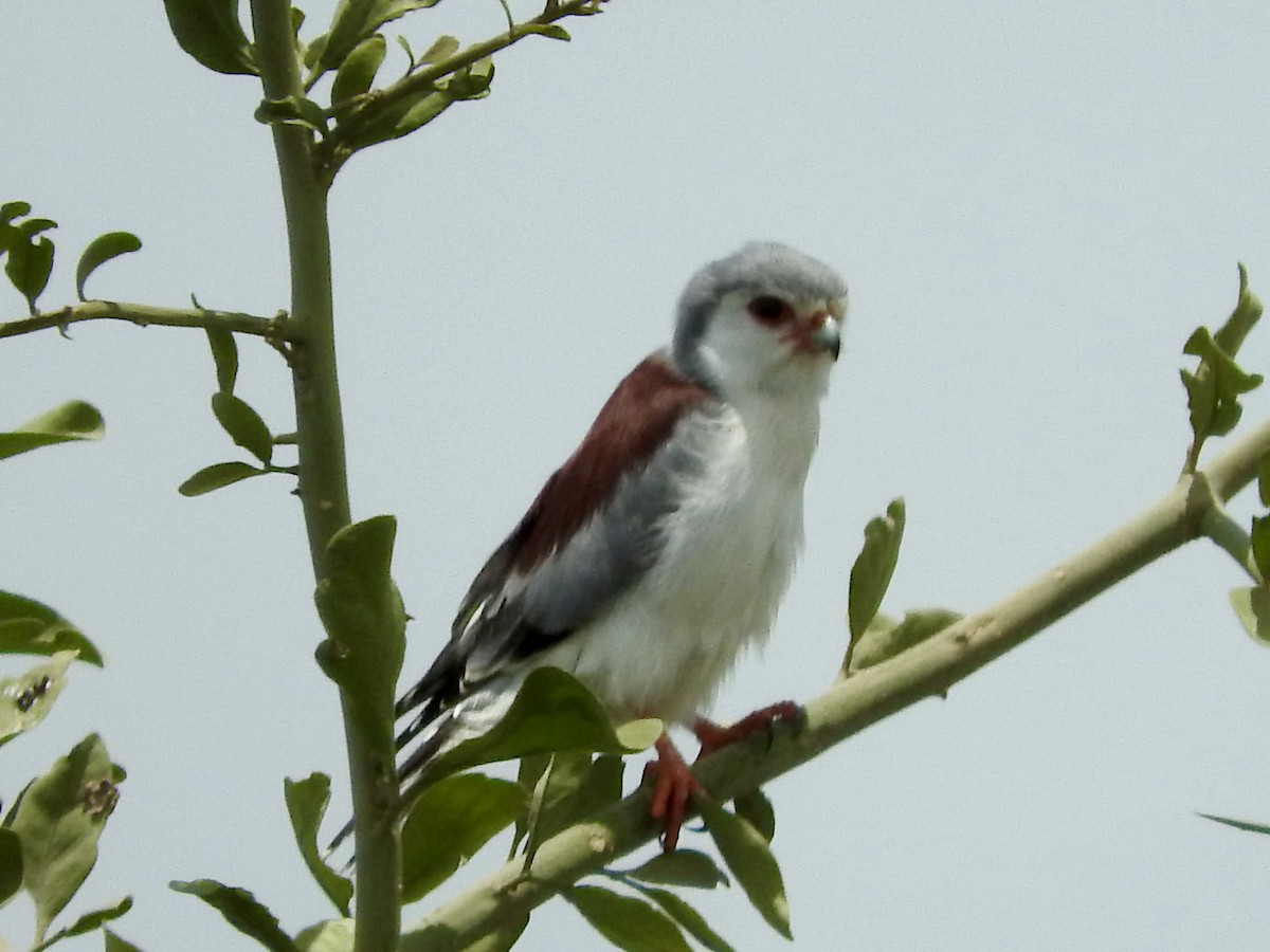 Pygmy Falcon - Gregory Askew