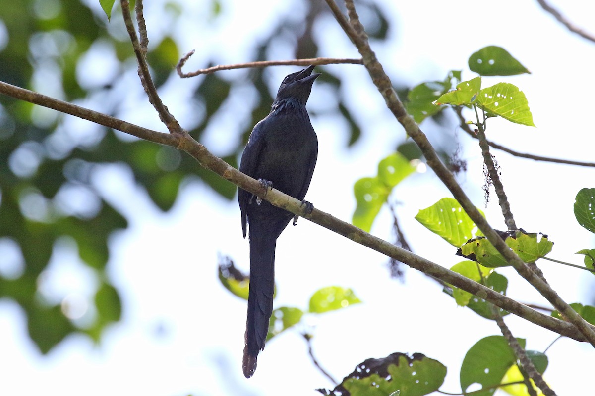Long-tailed Starling - ML173808181