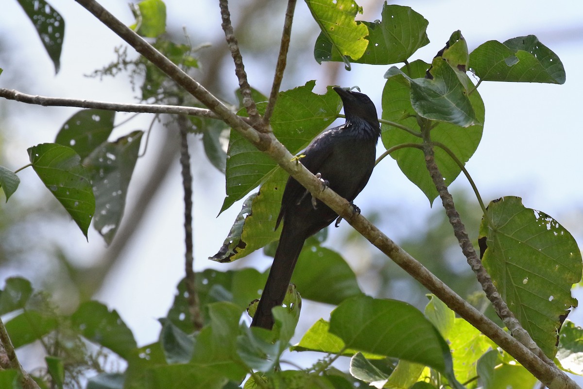 Long-tailed Starling - ML173808191
