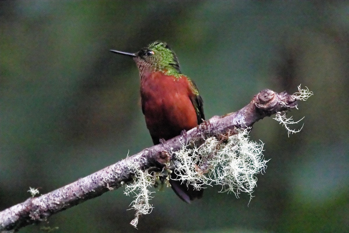 kolibřík peruánský - ML173811501