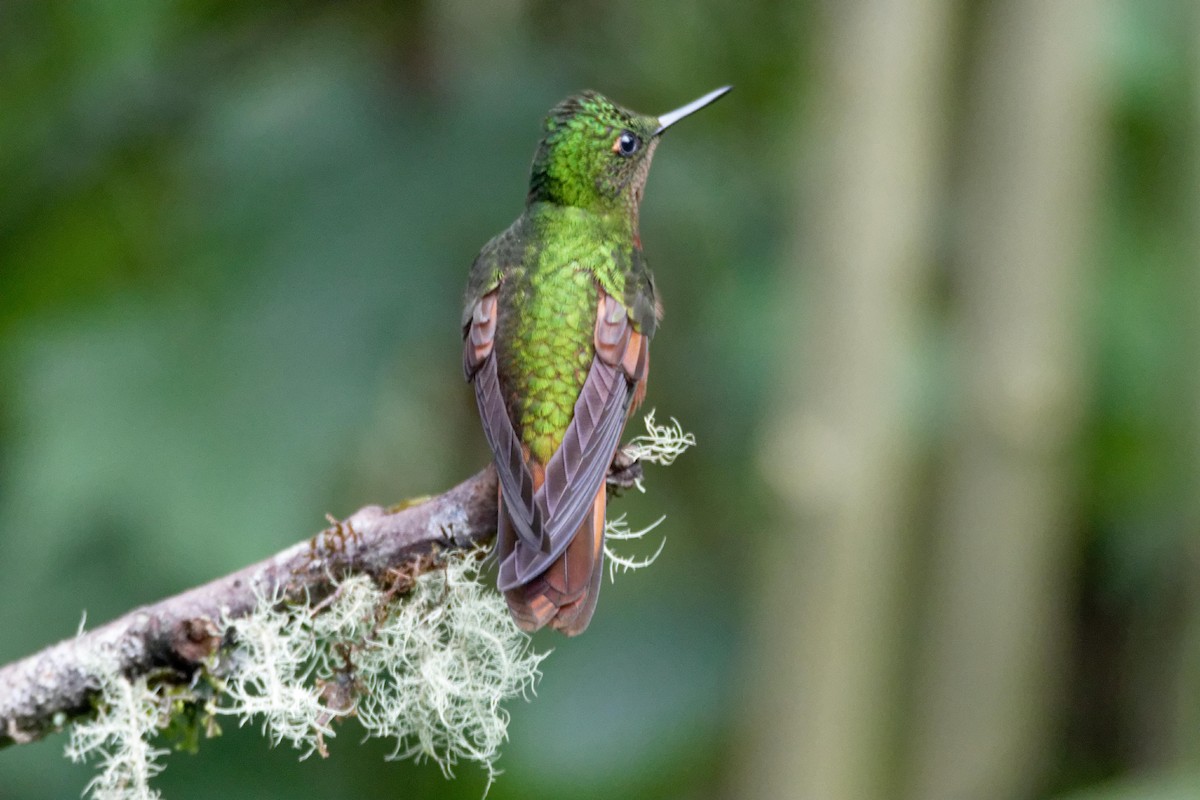 kolibřík peruánský - ML173811511