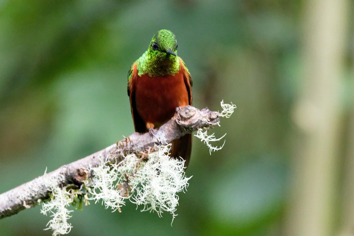 kolibřík peruánský - ML173811521